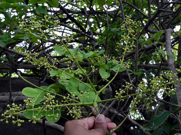 Starry Schefflera